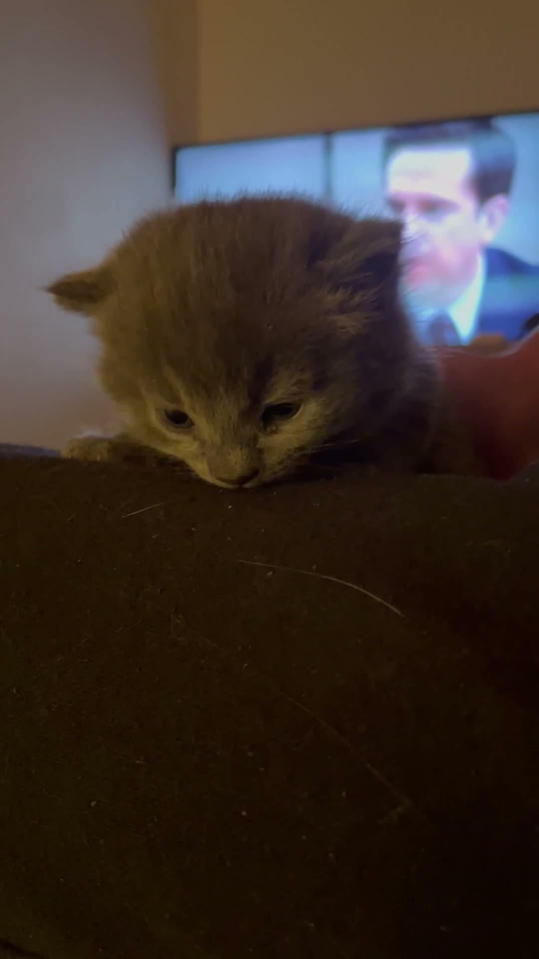 British Shorthair cats for sale: Rue and Romeo  - Video 2