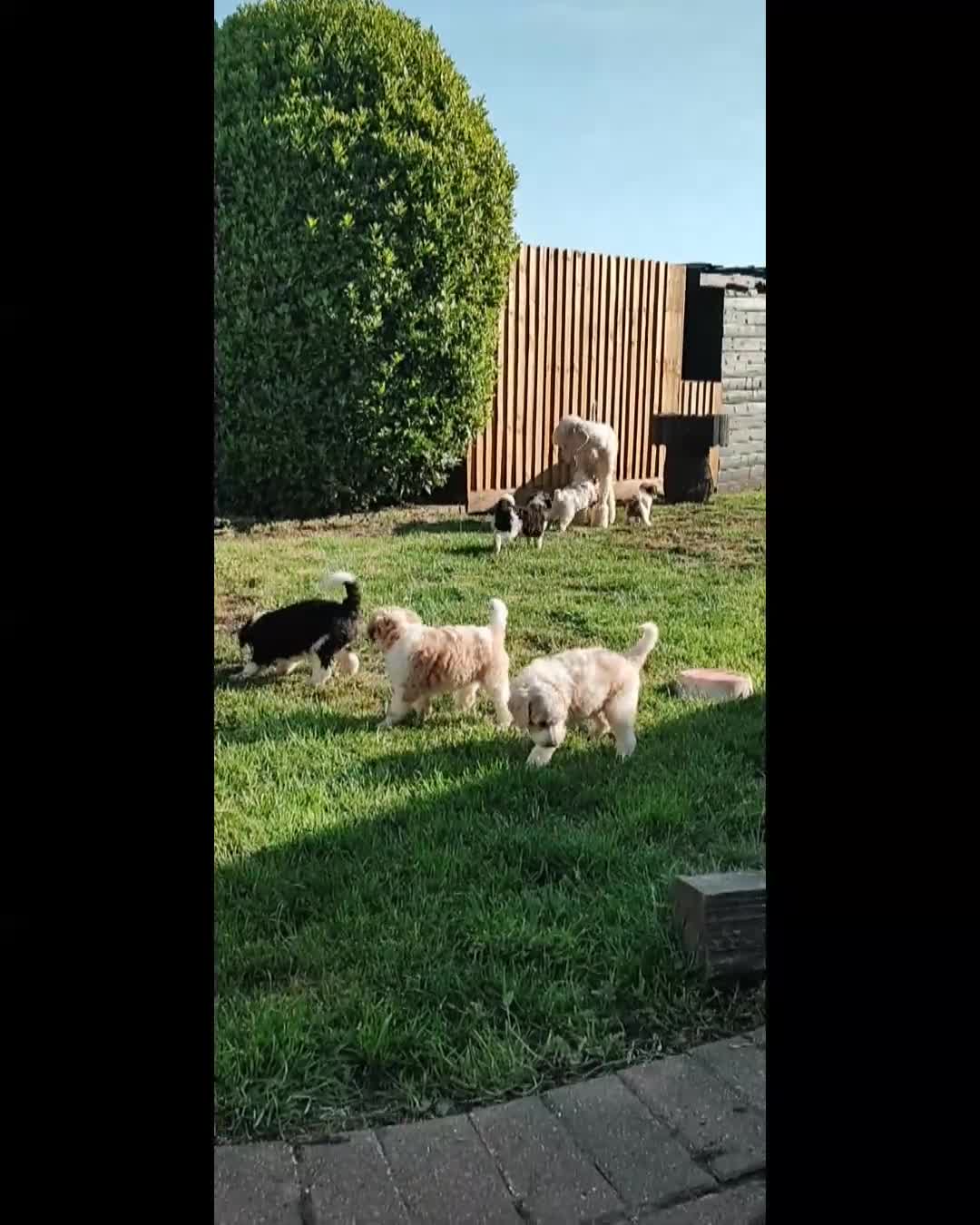 Standard Poodle dogs for sale: Elite KC Standard Parti Poodle Pups - Video 1