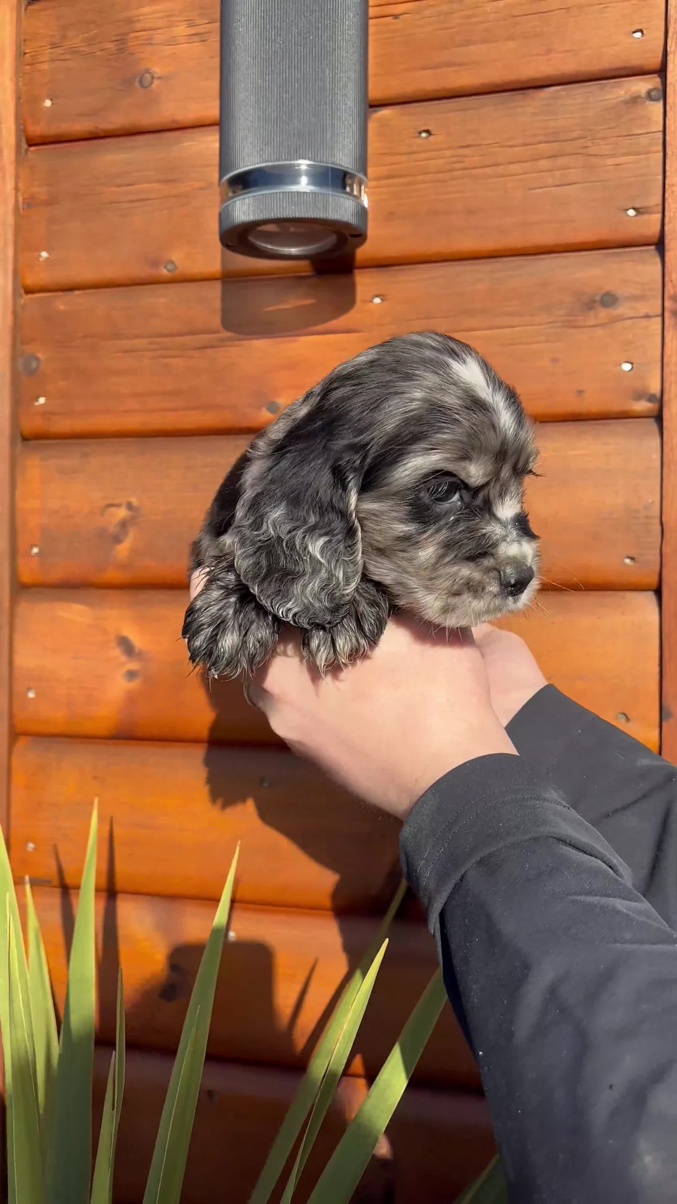 Cocker Spaniel dogs for sale: Cocker spaniel puppies  - Video 2