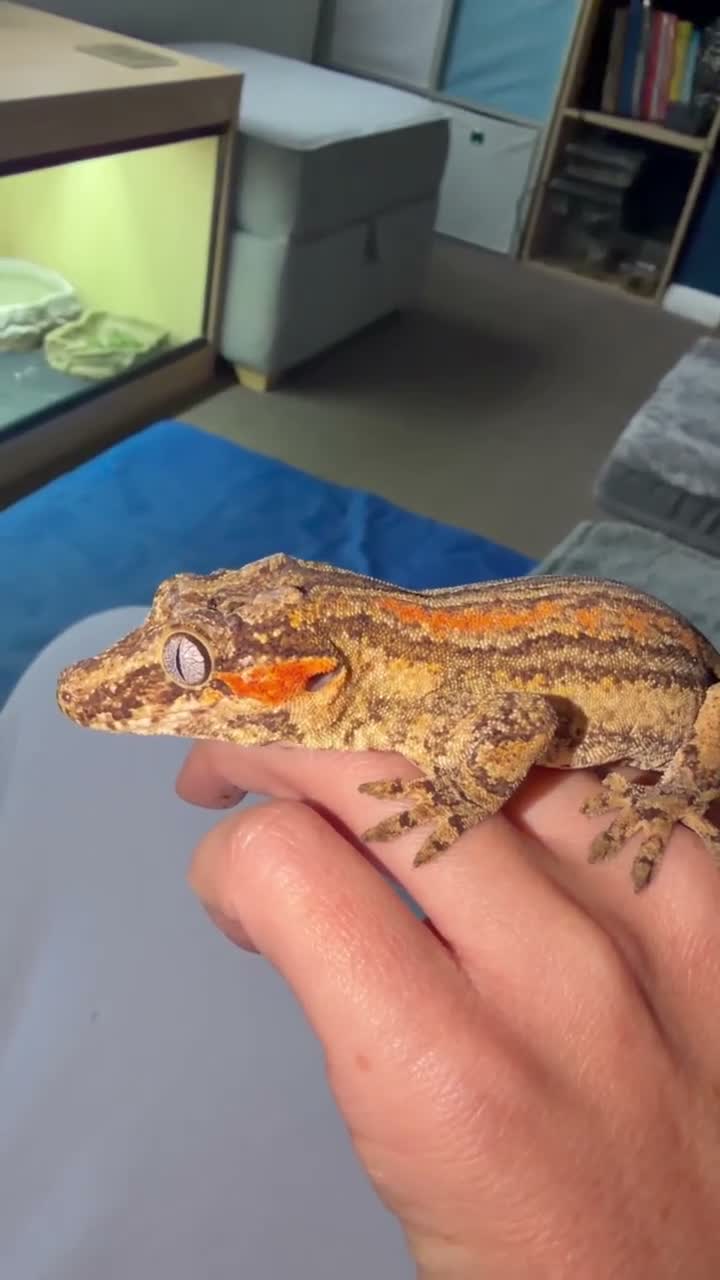 Gecko reptiles for sale: Gargoyle Gecko with enclosure  - Video 3