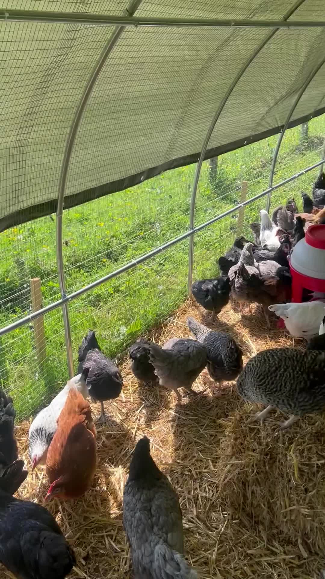 Chickens poultry for sale: Point of lay hybrid pullets (hens) - Video 1