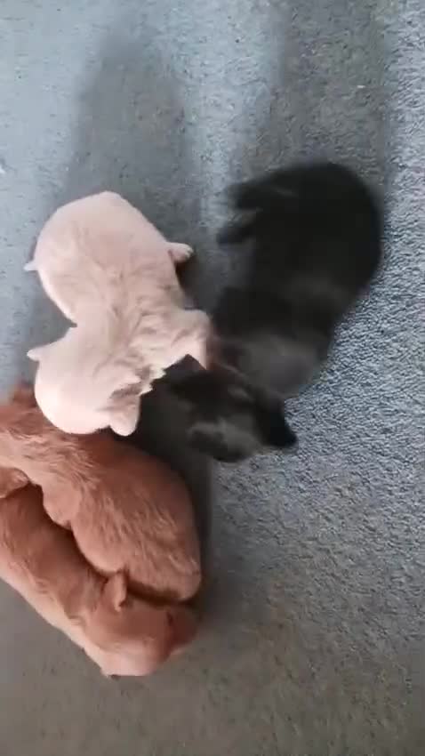 Chipoo dogs for sale: Chipoo - Video 1