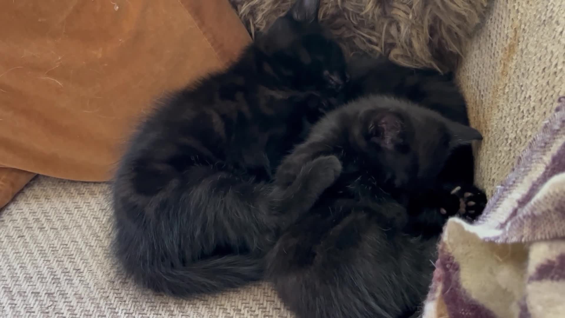 Mixed Breed cats for sale: Two beautiful black kittens  in Bracknell - Video 2