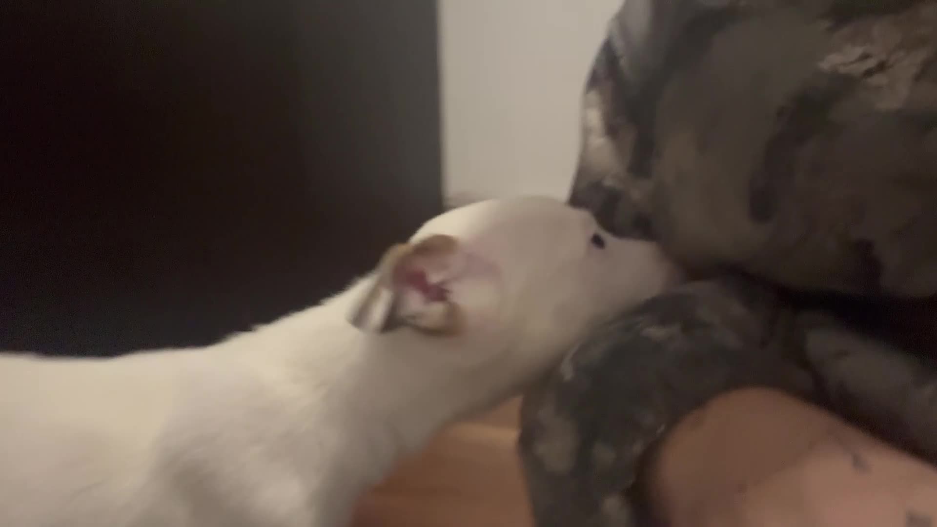 Mixed Breed dogs for sale: American Staffordshire terrier mix American Akita in London - Video 1