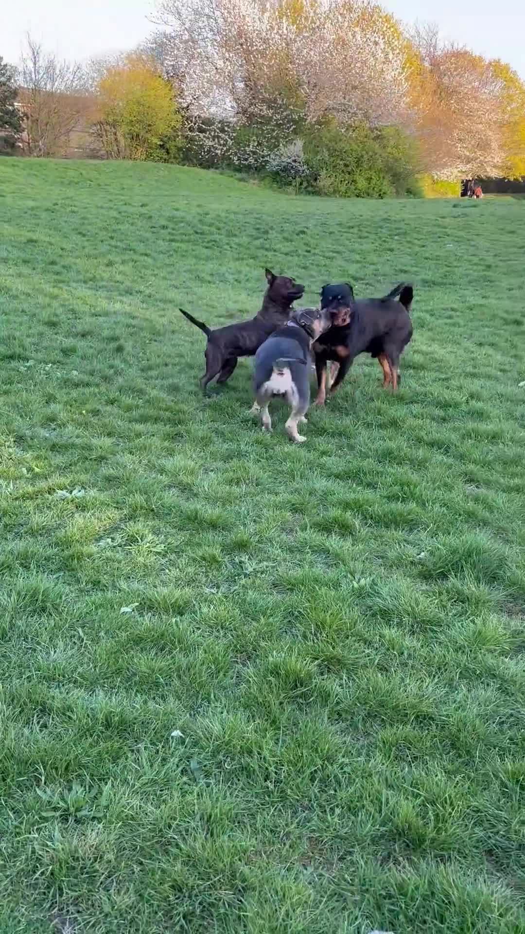 Rottweiler dogs for stud: Looking a female Rottweiler to breed with my male  - Video 2
