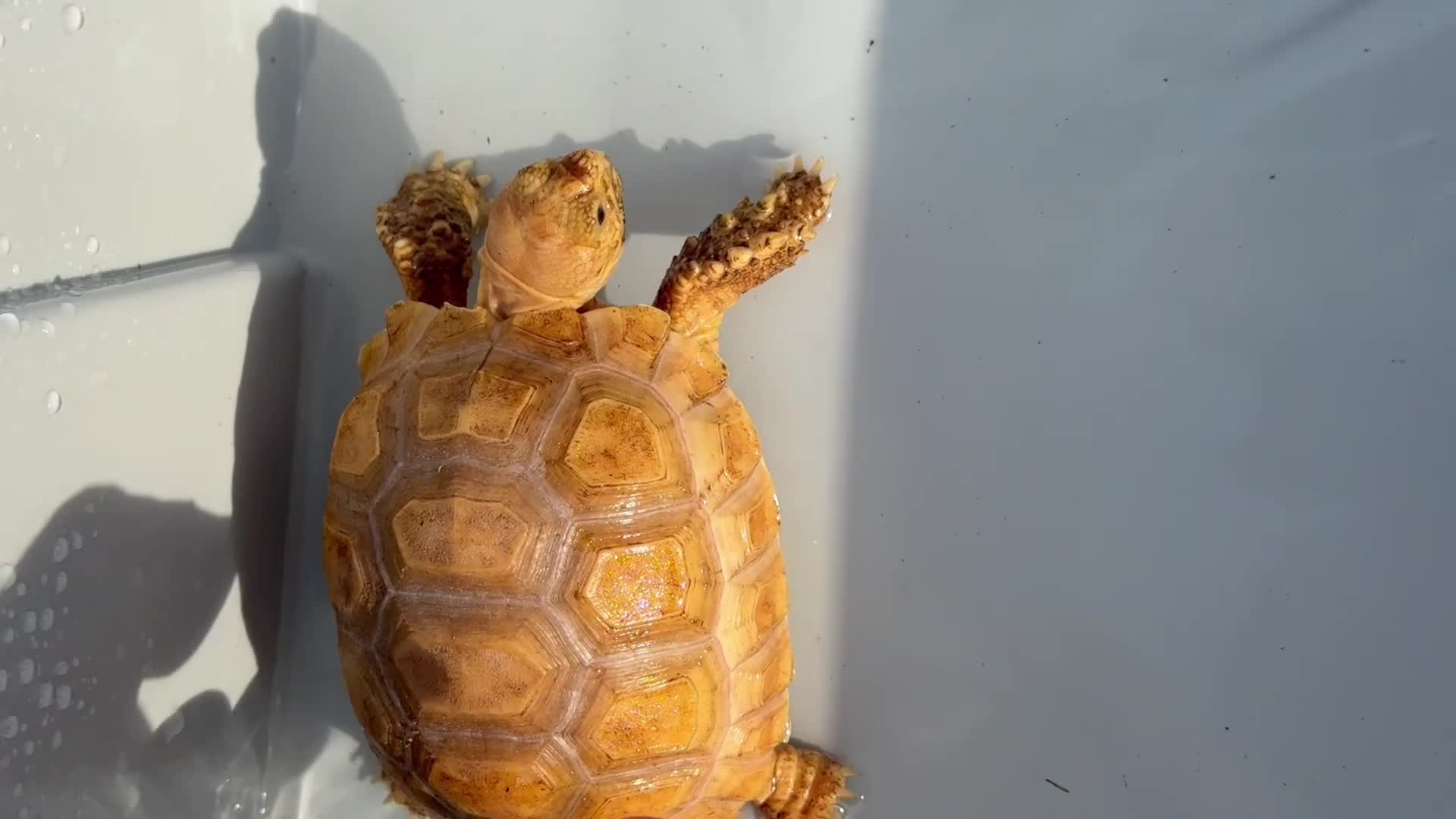 Tortoise reptiles for sale: Sulcata  - Video 1