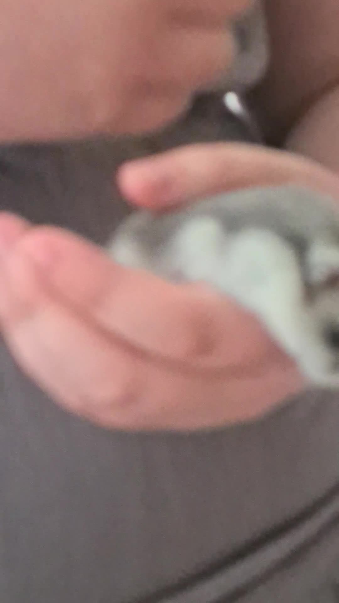 Hamster rodents for sale: Winter White dwarf hamster with cage and supplies in Dartford - Video 1