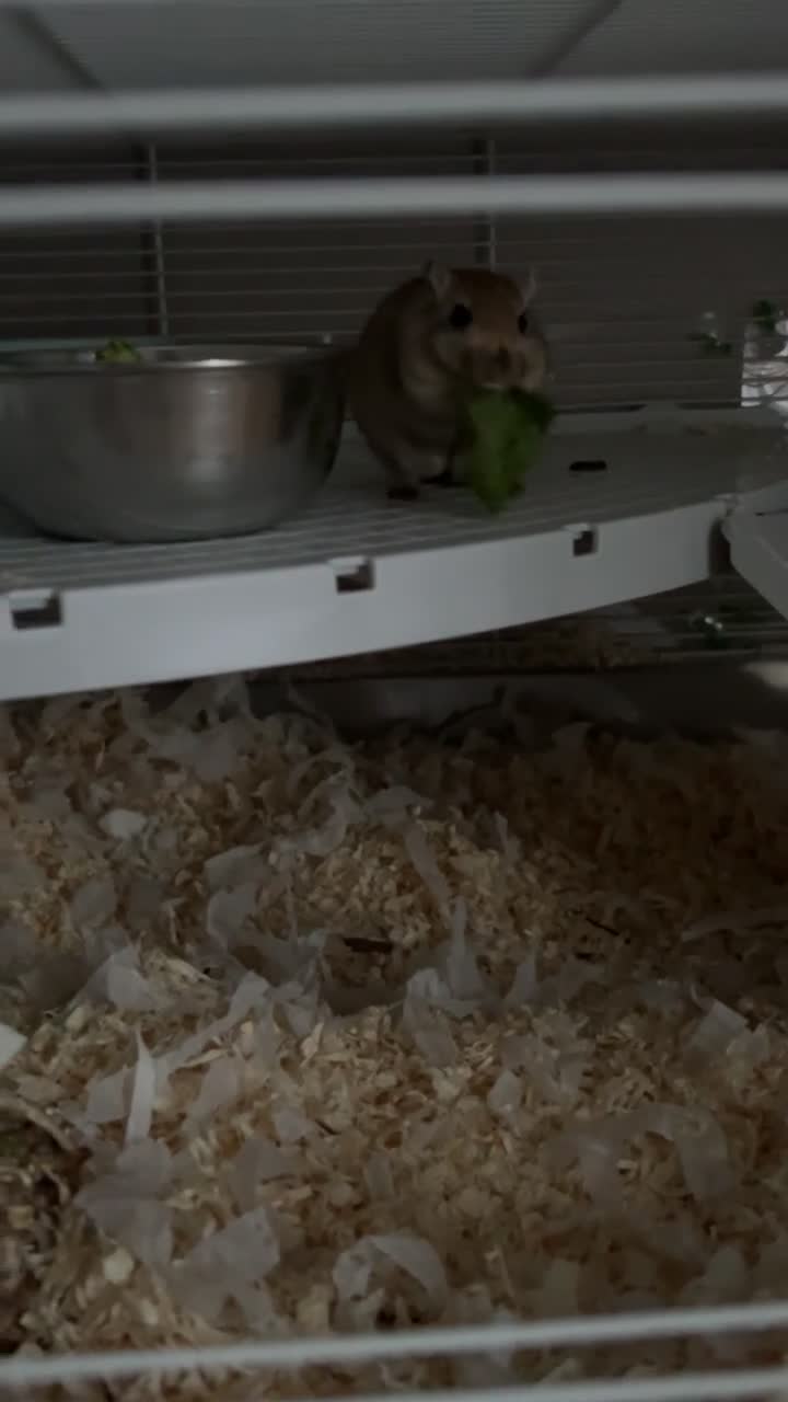 Gerbil rodents for sale: 2 male gerbils for sale  - Video 1