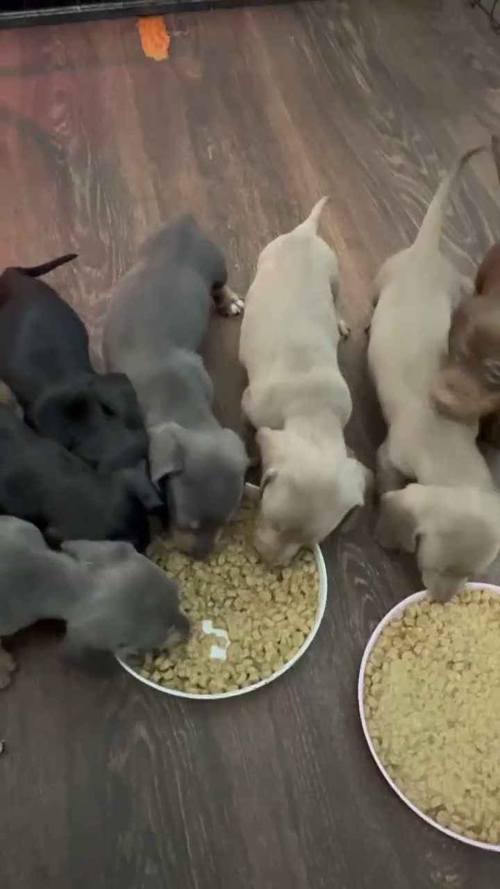 Dachshund dogs for sale: 9 Miniature Dachshunds – Ready 19th October! in Bolton - Video 1