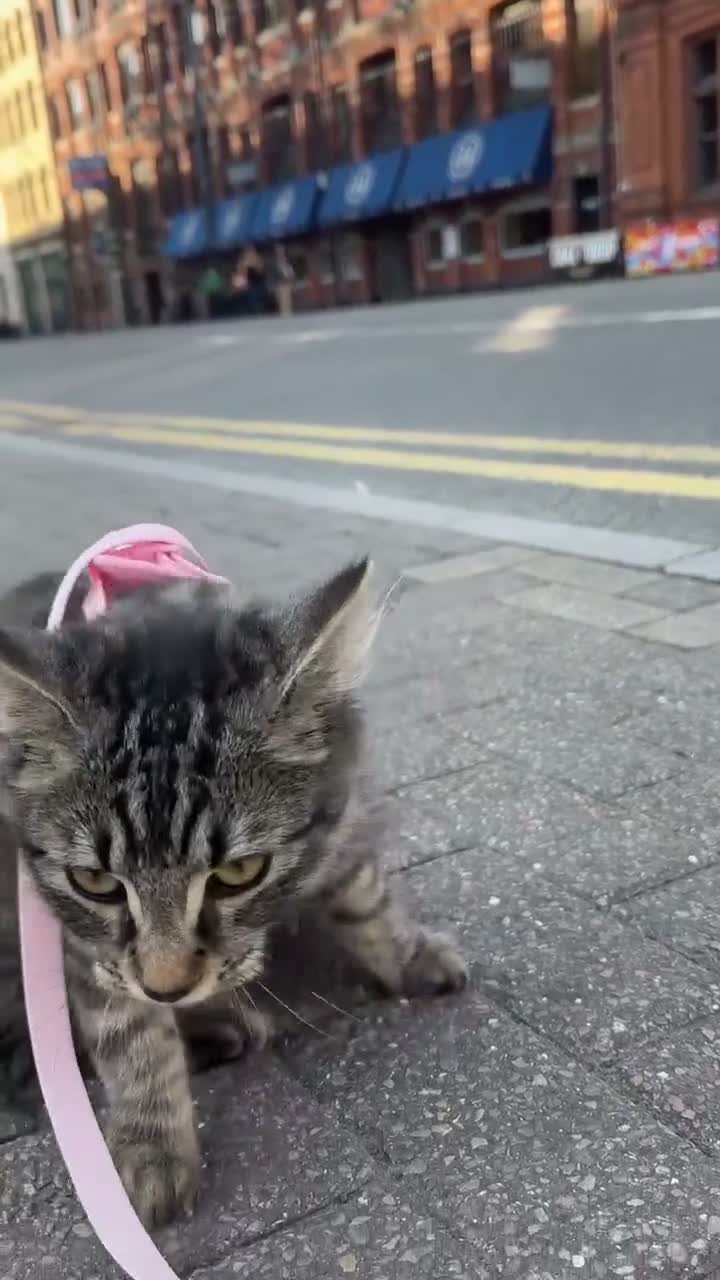 Maine Coon cats for sale: Fortuna for sale - Video 2