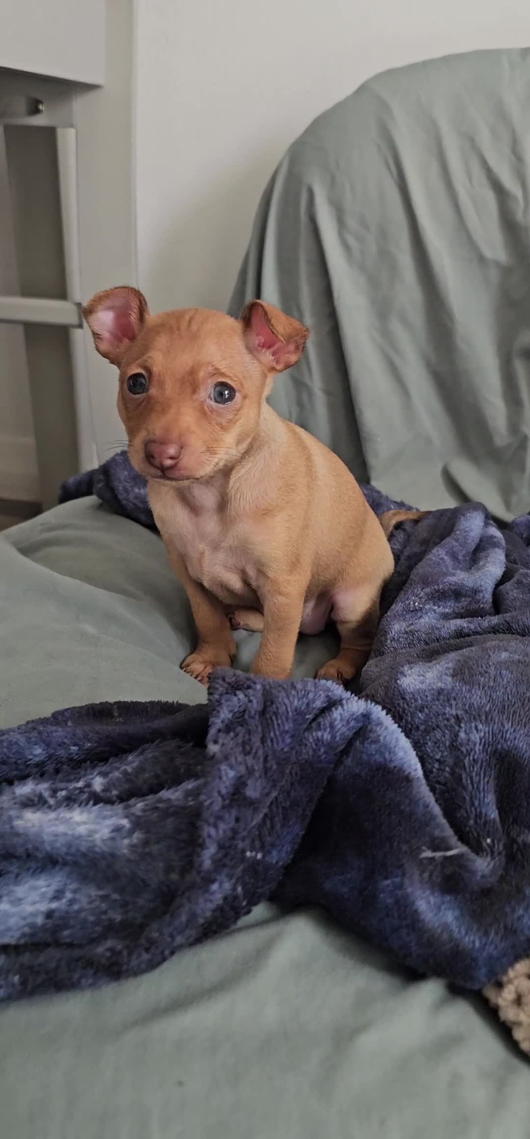 Russian Toy Terrier dogs for sale: Lovelly russian toy terrier female. - Video 1