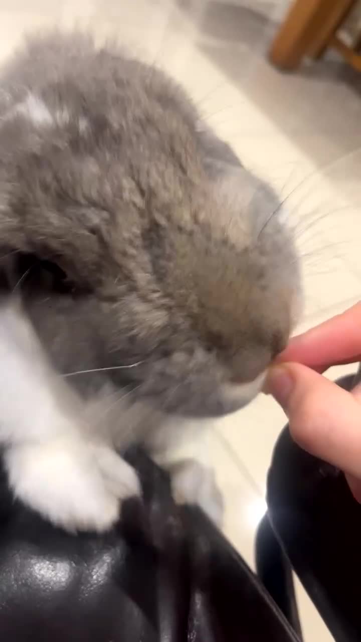 French Lop rabbits for sale: Giant French lop - Video 2