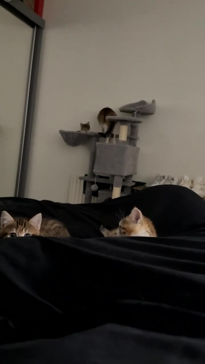 Domestic Shorthair cats for sale: Kittens for sale - Video 2