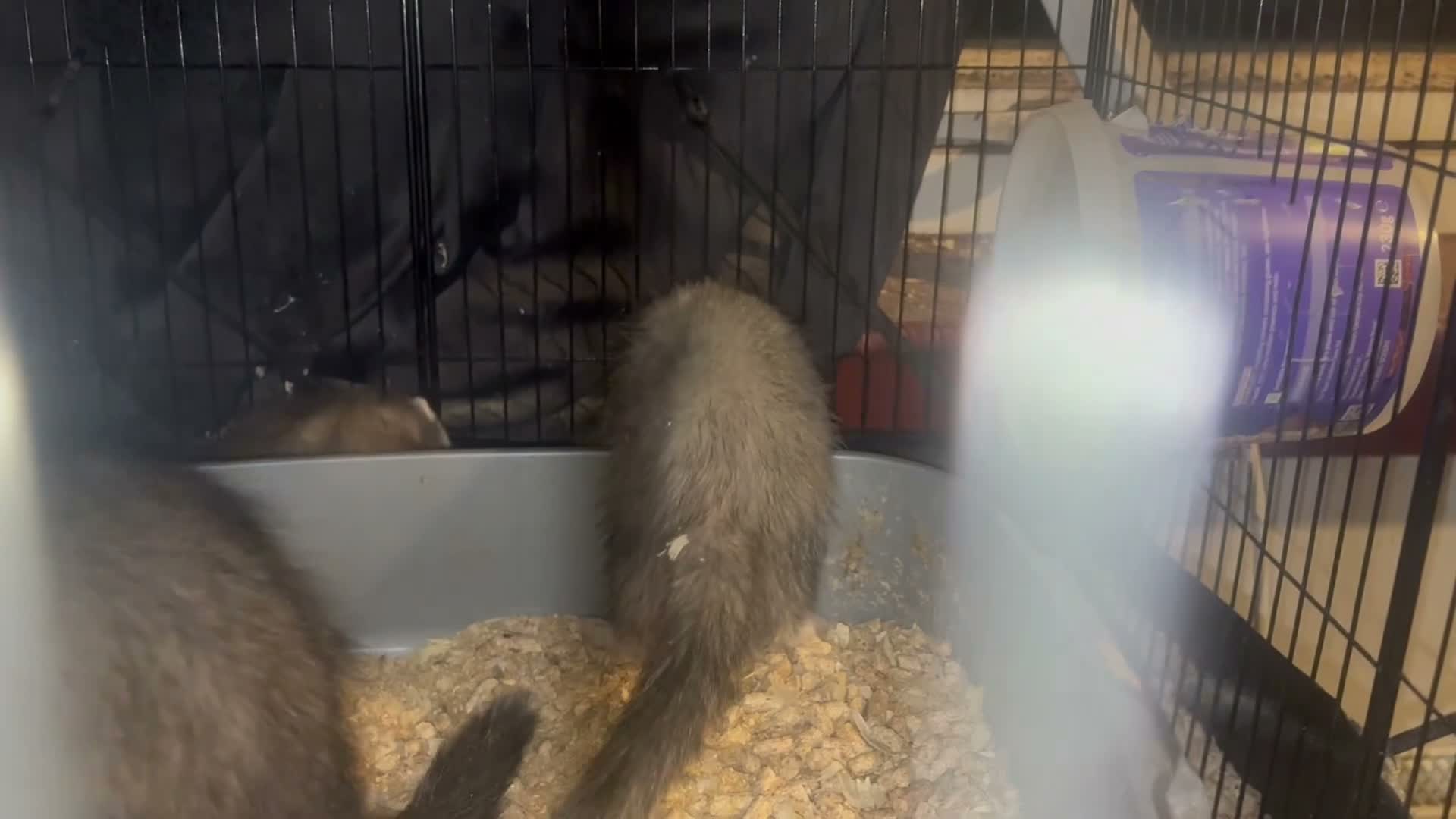Mixed Breed rodents for sale: Ferret cross polecats for rehome - Video 5