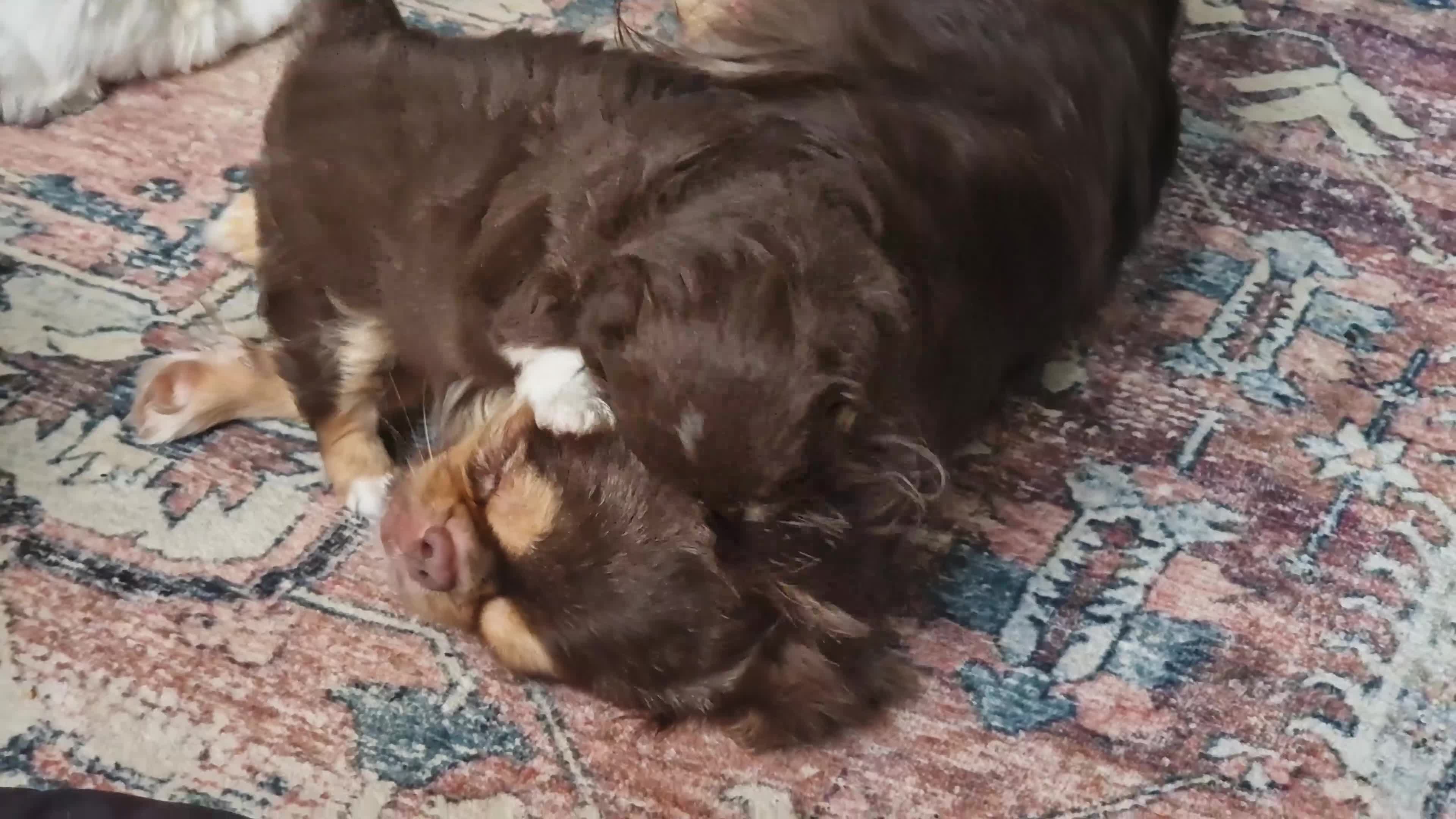 Chihuahua dogs for sale: 💪❤️VET CHECKED❤️💪READY 16th Sep💪❤️ KC CHI pups  - Video 4