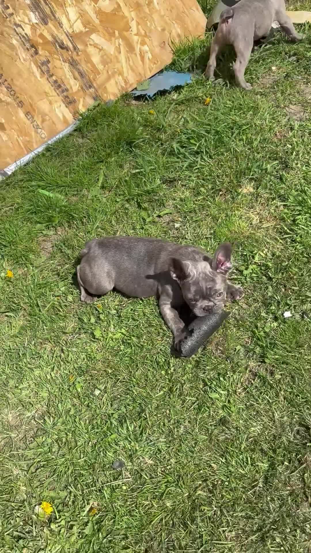 French Bulldog dogs for sale: Quality healthy french bulldog last boy available - Video 1