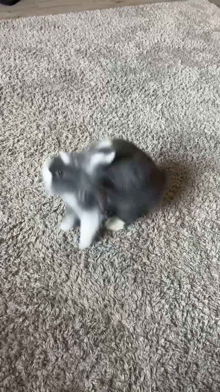 Mini Lion Lop rabbits for sale: Mini lion lop - Video 1