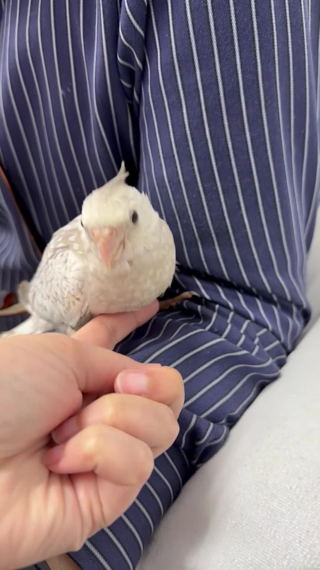 Cockatiels birds for sale: 6 baby cockatiels  - Video 2