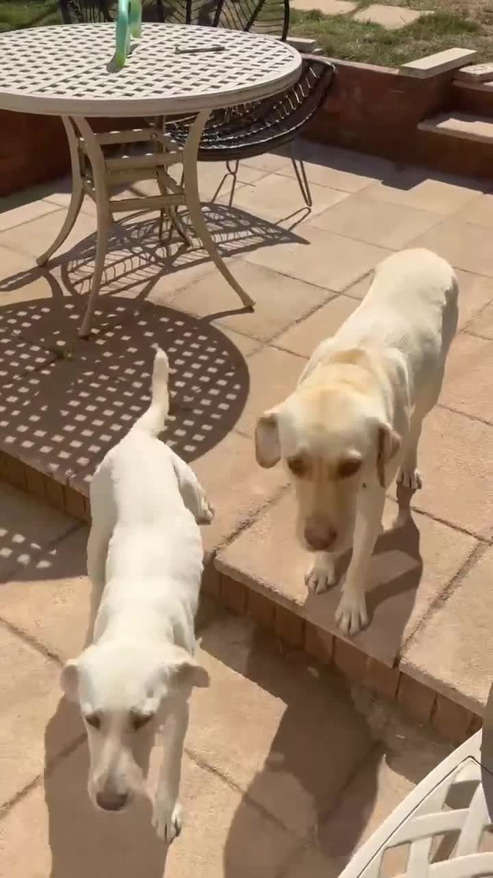 Mixed Breed dogs for adoption: Sweet Camille is looking for her forever home - Video 3