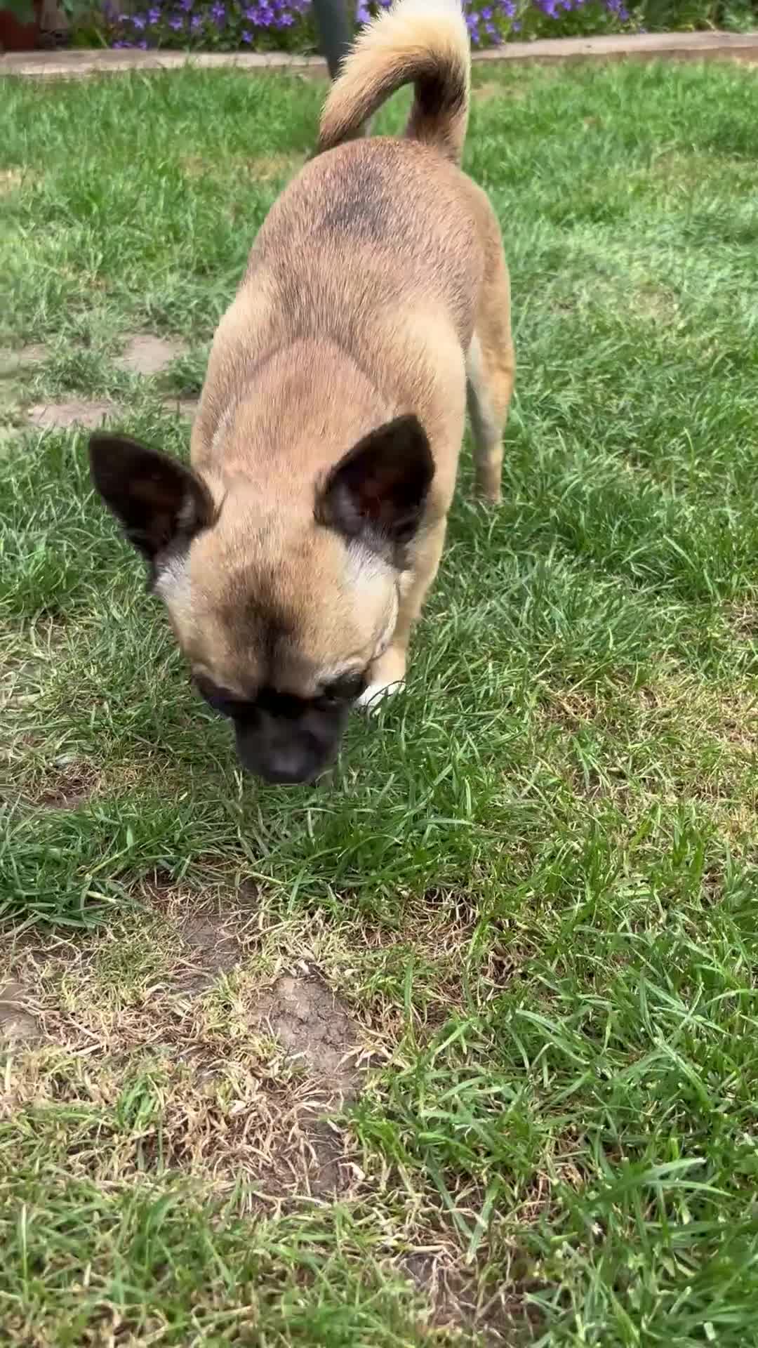 Chihuahua dogs for stud: Chihuahua smooth coat FOR STUD in King's Lynn - Video 1