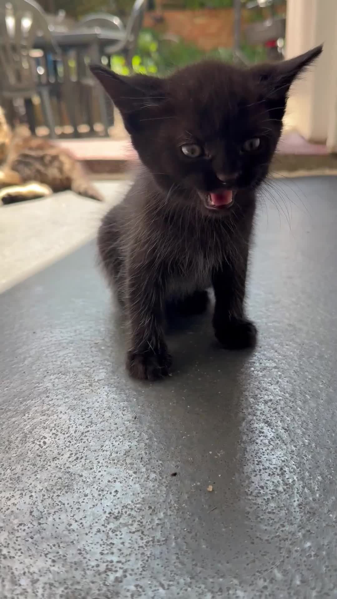 Mixed Breed cats for sale: healthy mixed kittens  - Video 1