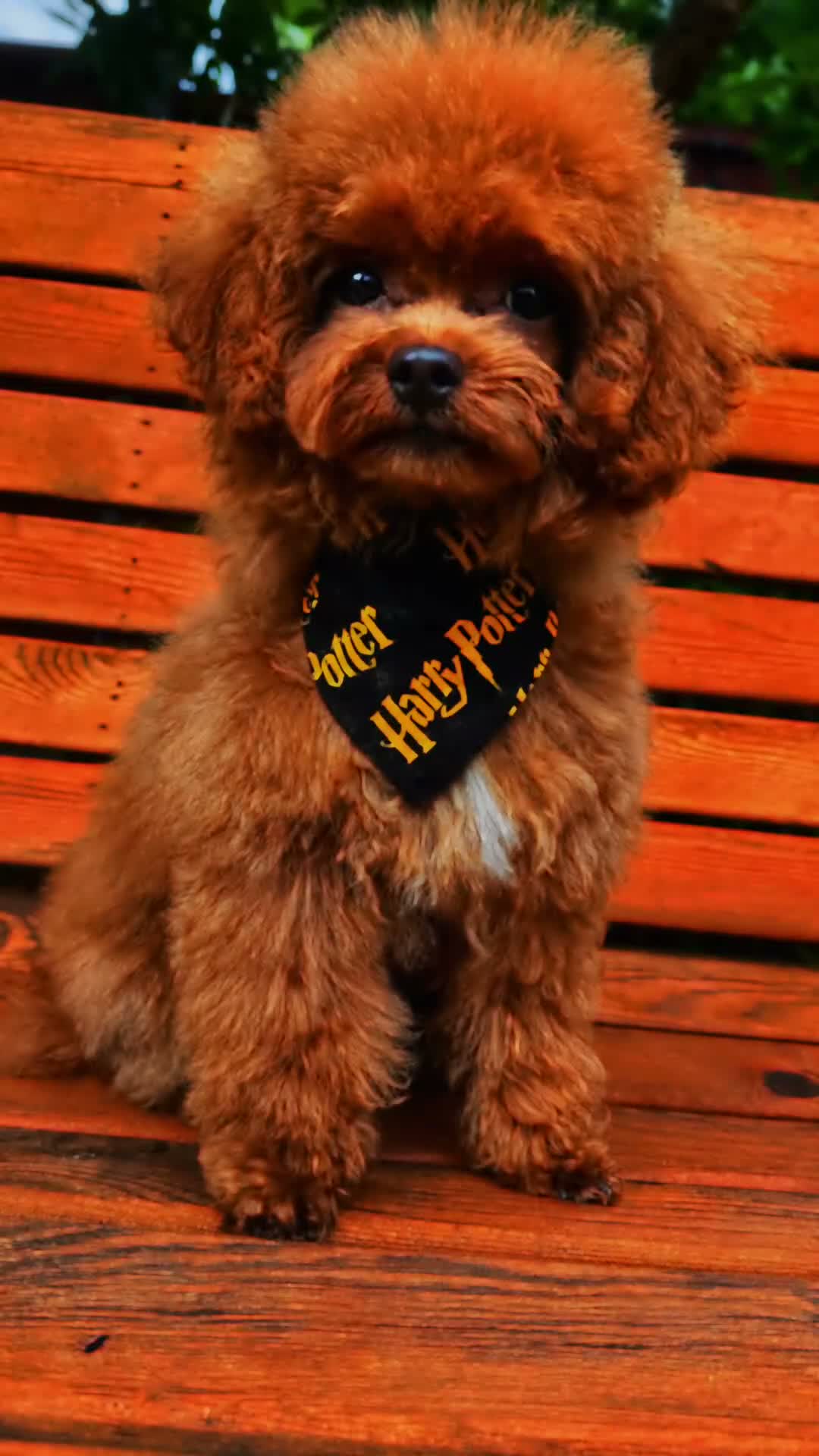 Toy Poodle dogs for sale: Asian Poodle, Boy 💙, 6x6,🥚🥚descended 🐾 - Video 1