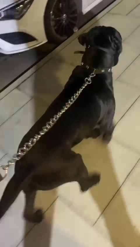Cane Corso dogs for stud: FURY-JET BLACK CANE CORSO STUD   - Video 2