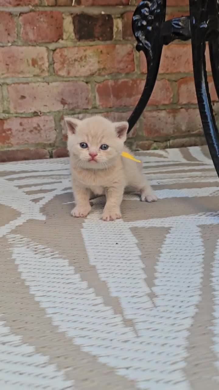 British Shorthair cats for sale: British Shorthair kittens - Video 1