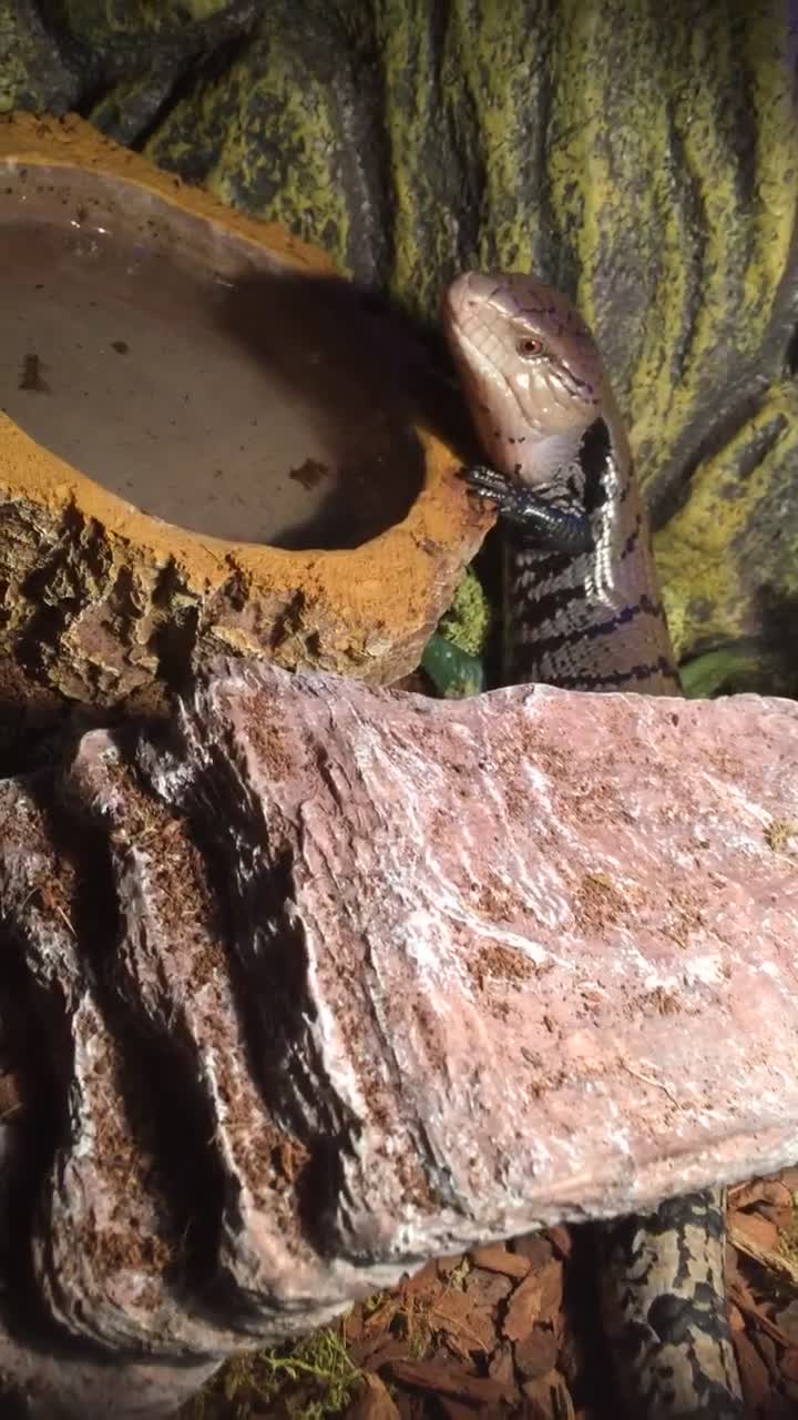 Skink reptiles for sale: Blue tongue skink - Video 1