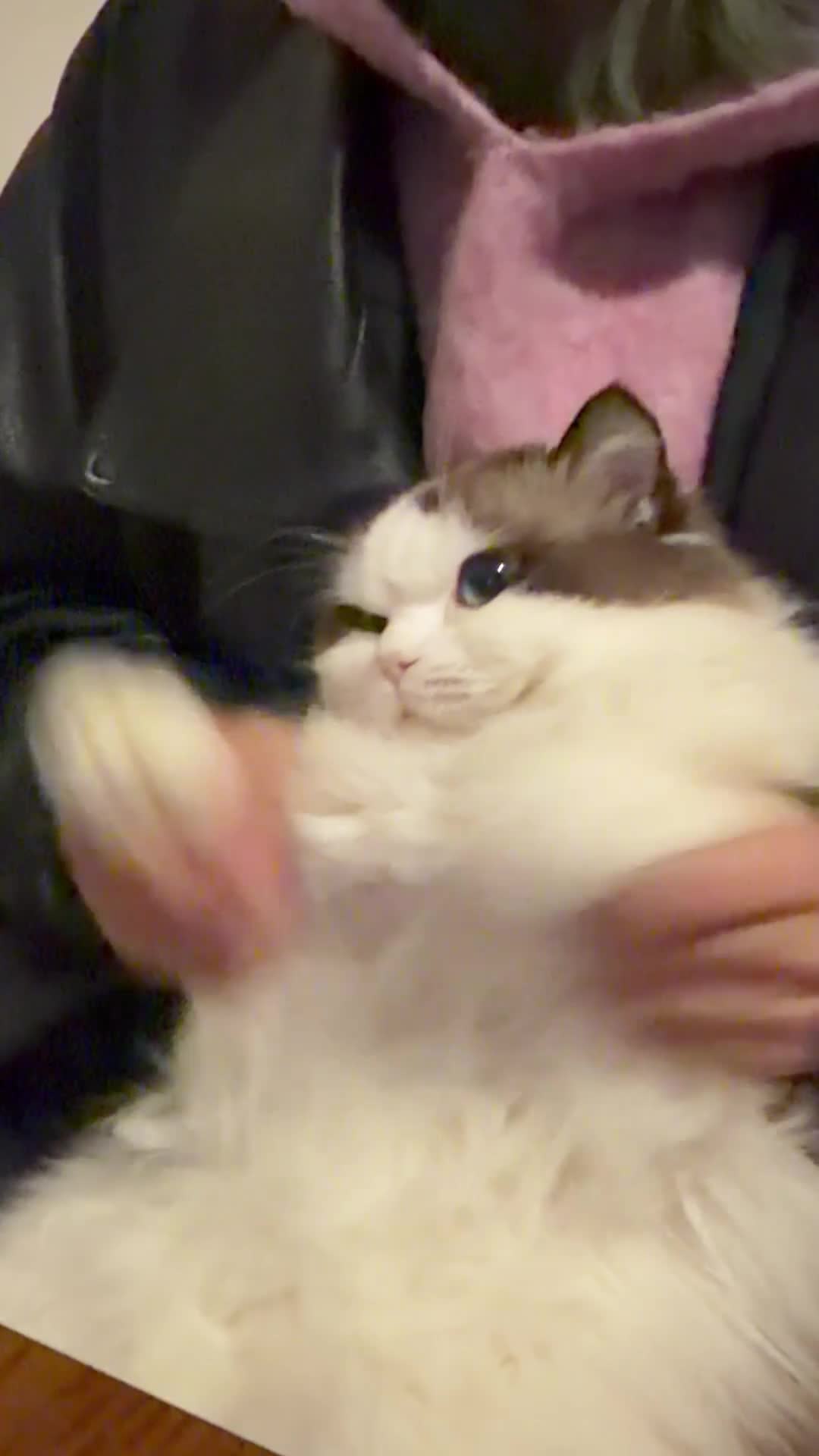 Ragdoll cats for stud: Ragdoll Stud Available – Exceptional open face - Video 1