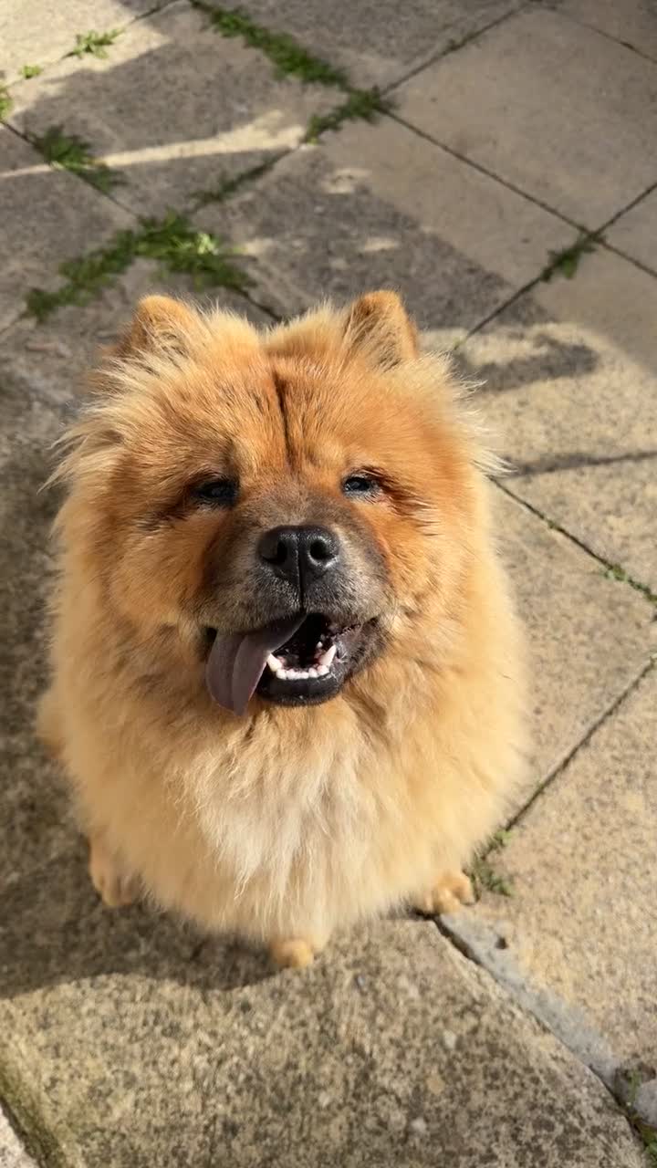 Chow Chow dogs for sale: Chow chow  in Bradford - Video 1