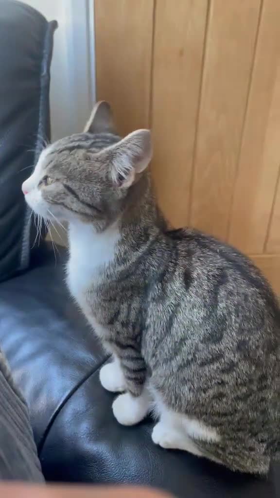 Mixed Breed cats for sale: very friendly cats for sale in Bedford - Video 2