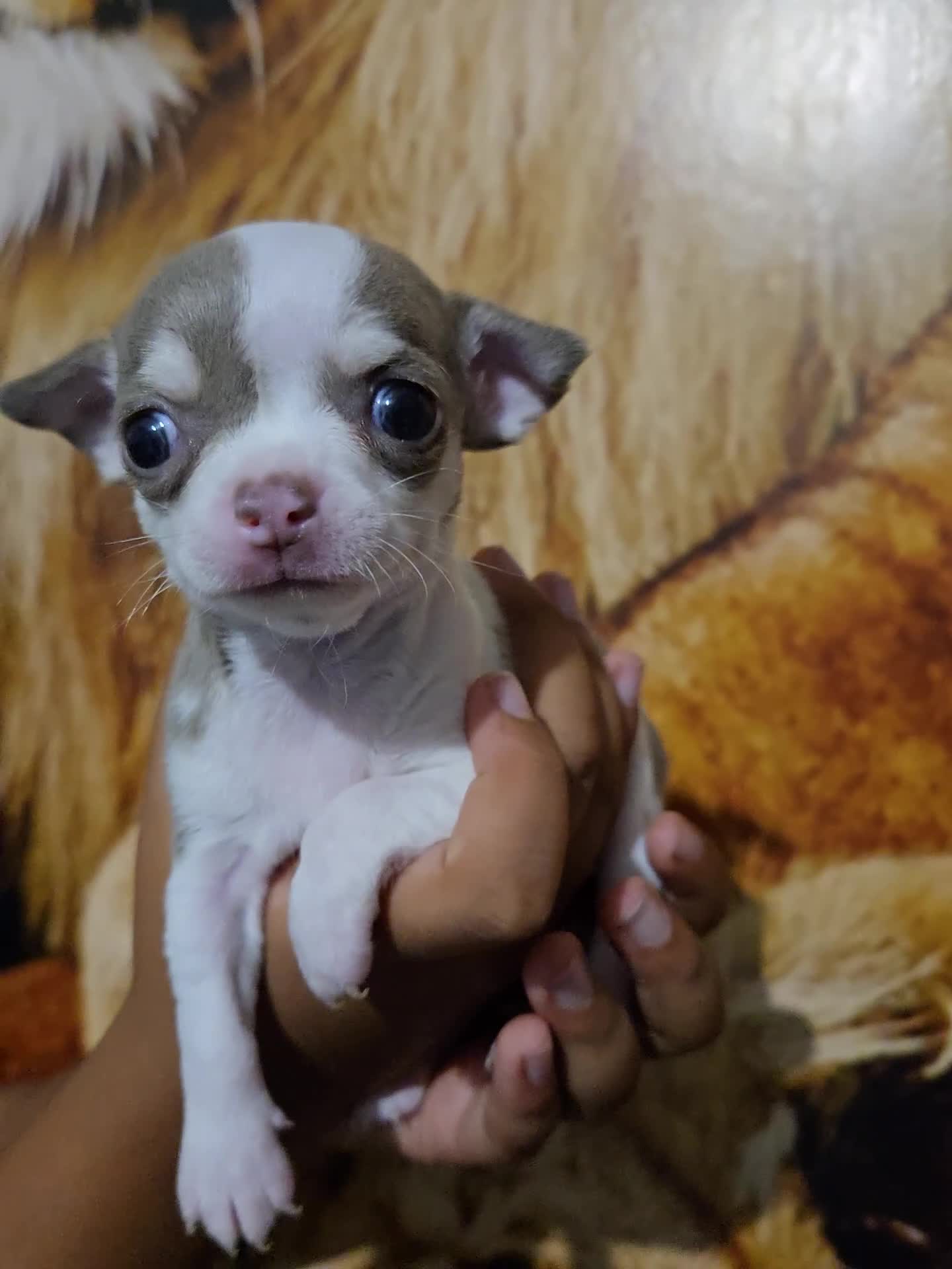 Chihuahua dogs for sale: Gorgeous Chihuahua Puppies Looking 4 Forever Homes - Video 1