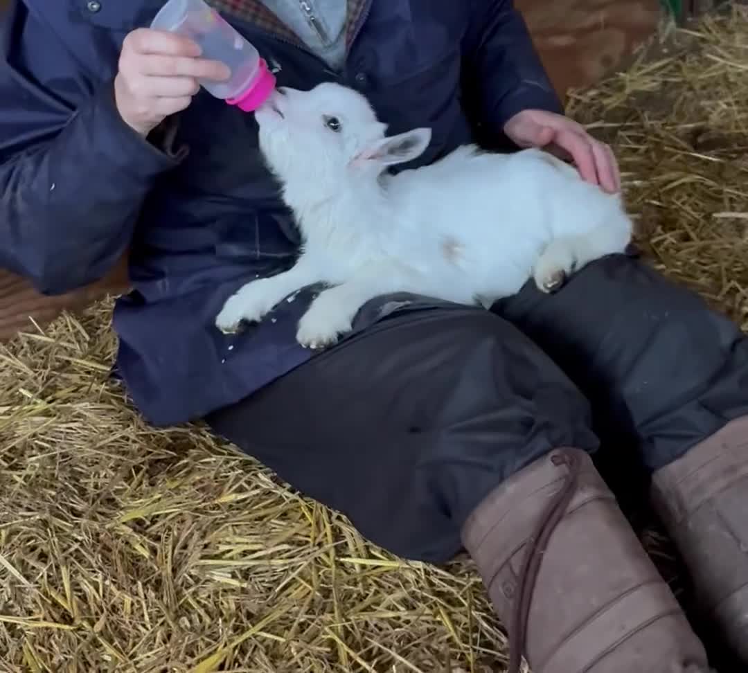 Goats livestock for sale: BOTTLE FED BABY BOY , READY NOW . ALSO BABY GIRL  - Video 1