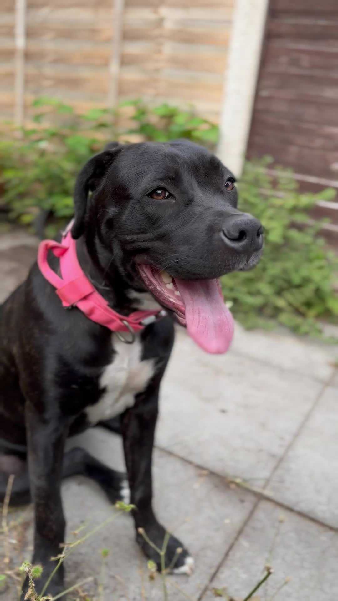 Mixed Breed dogs for sale: Snowflake, Loving Staffy/Bullmastiff Trained Girl - Video 1