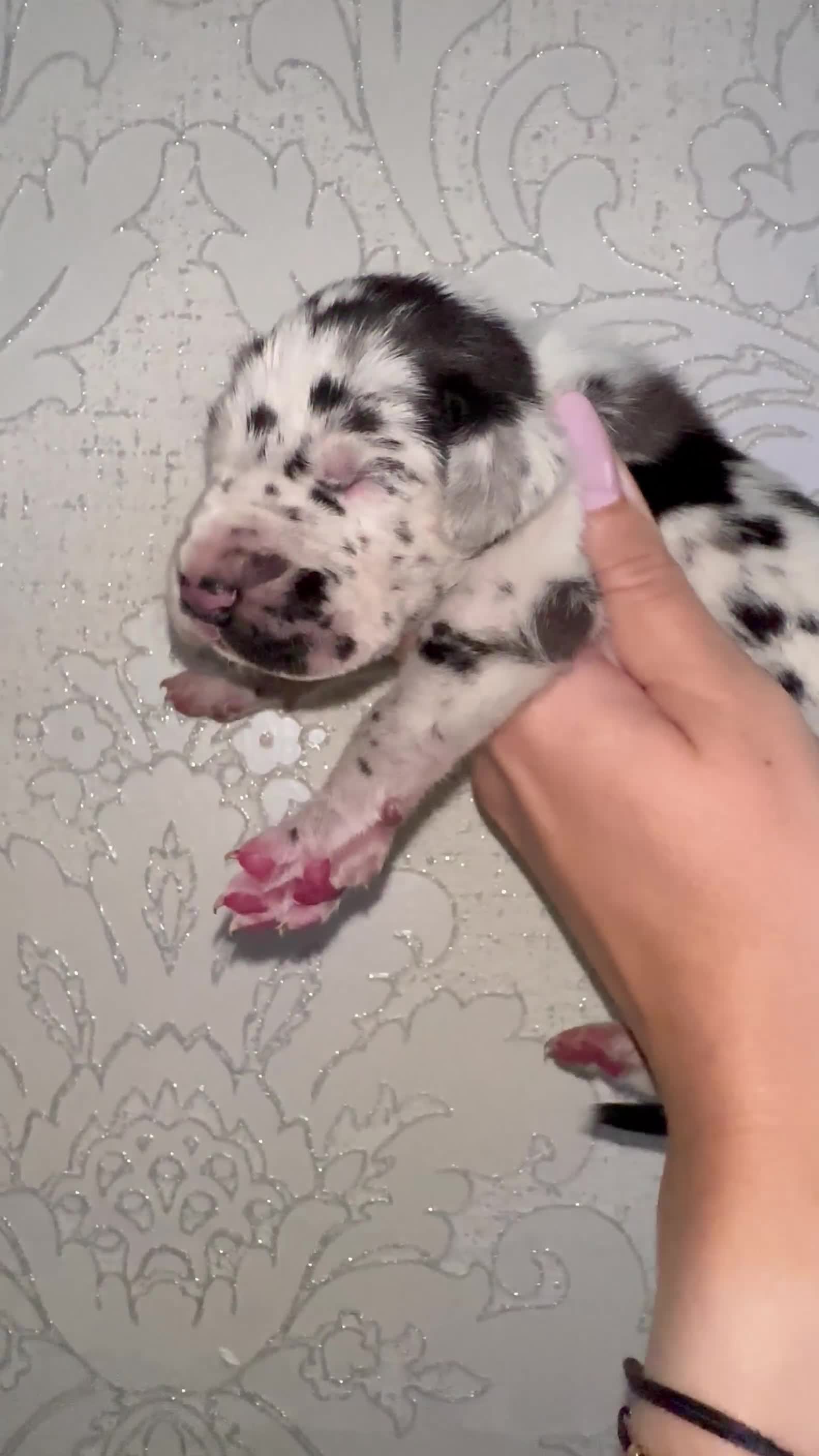 Great Dane dogs for sale: HARLIQUIN & BLACK PUPS KC REGISTERED  - Video 2