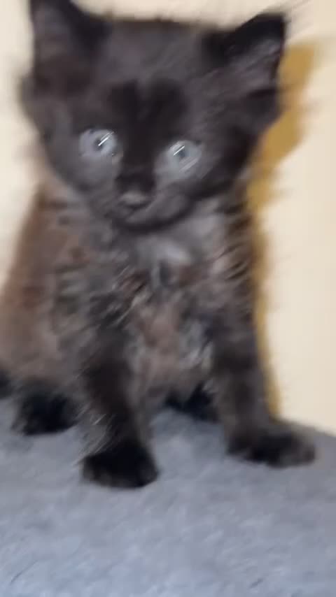 Ragdoll cats for sale: 4 male kittens for rehoming  - Video 3