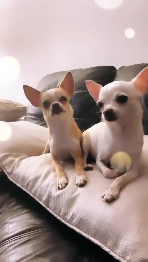 Chihuahua dogs for stud: **PROVEN STUD** ** Chihuahua in Pudsey - Video 1