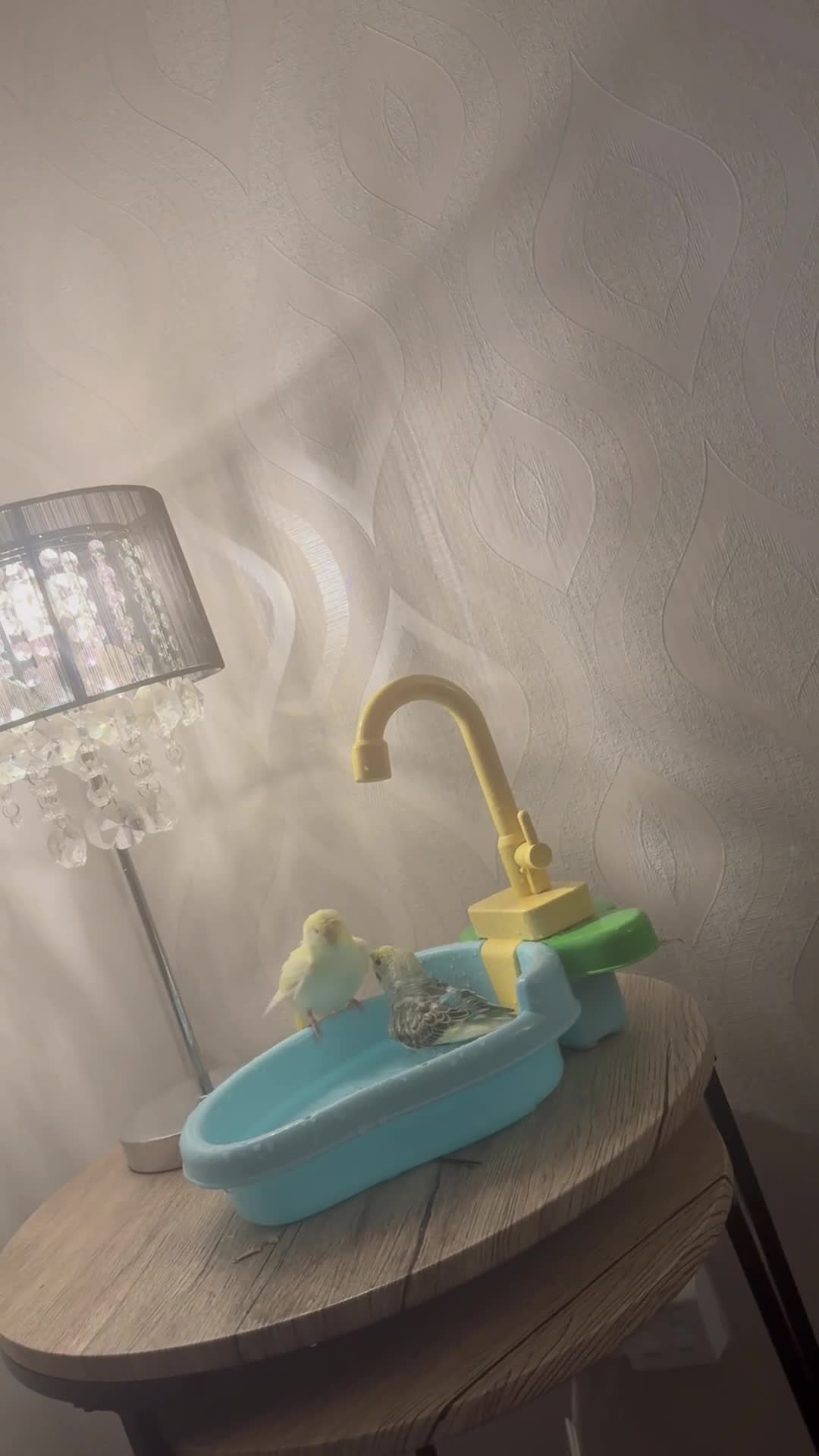 Budgerigars birds for sale: Pair of budgies  - Video 2