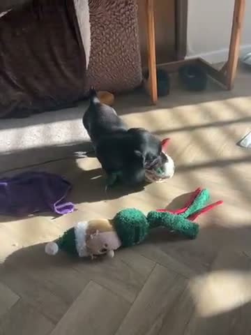 Dachshund dogs for sale: Dashund puppies  - Video 2
