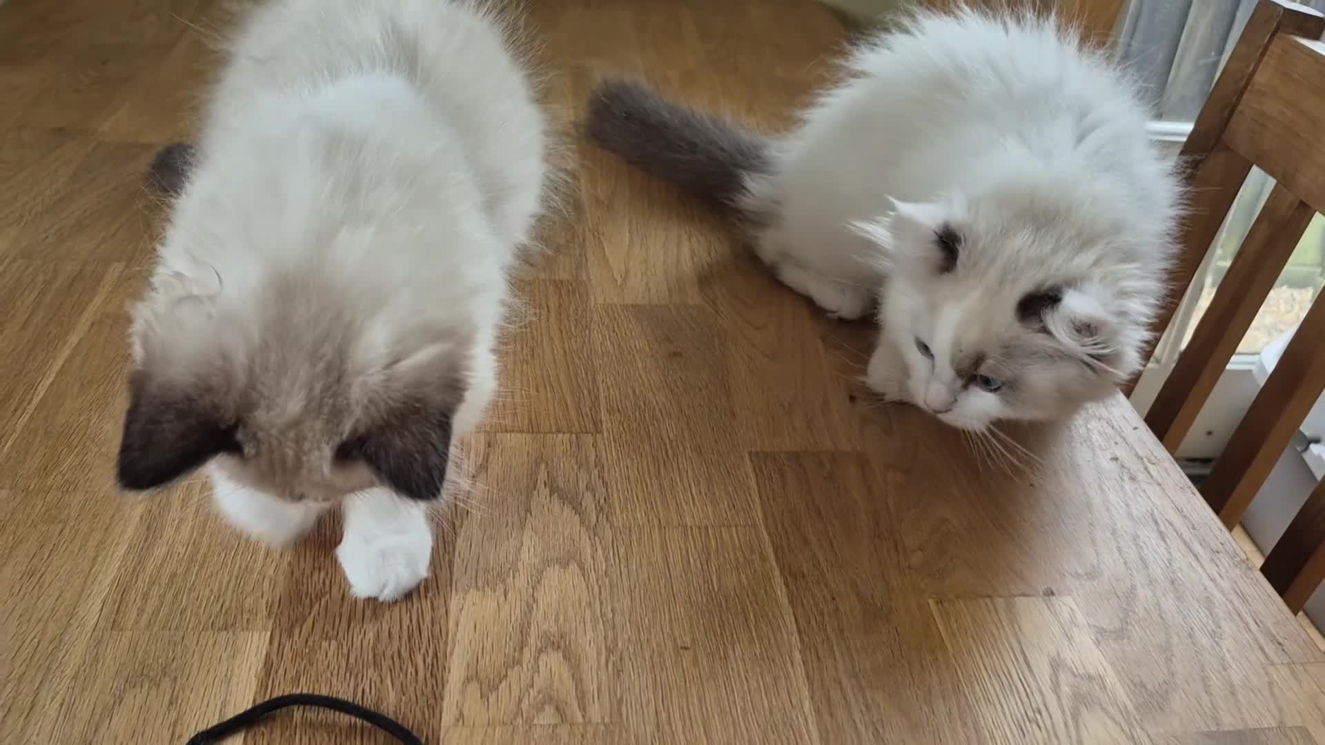 Ragdoll cats for sale: Ragdoll Kittens TICA Registered - Video 1