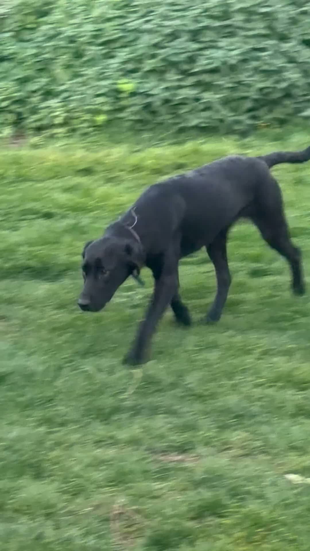 Labrador Retriever dogs for sale: BLACK FEMALE LABRADOR  - Video 2