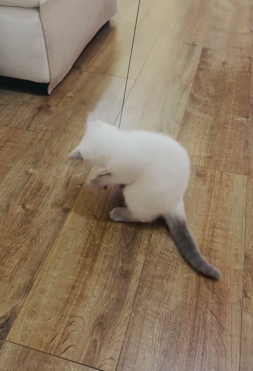 British Shorthair cats for sale: Beautiful Blue-Eyed British Shorthair Kitten - Video 1