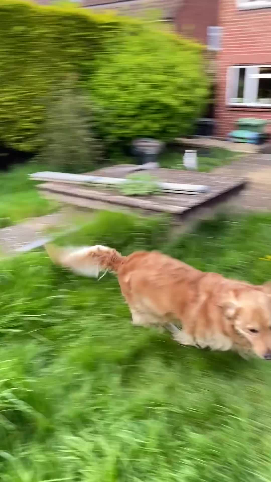 Golden Retriever dogs for stud: Beautiful Golden Retriever stud - Video 4