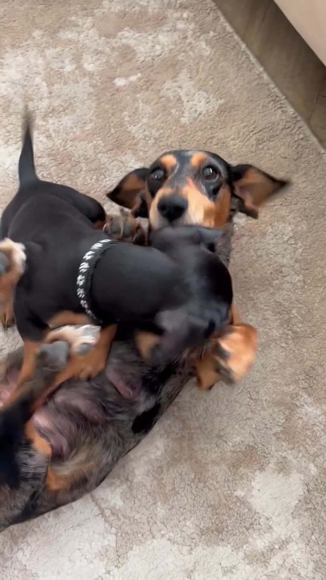 Miniature Dachshund dogs for sale: 3 gorgeous miniature Dachshunds. 🐶 READY TO GO!  - Video 2