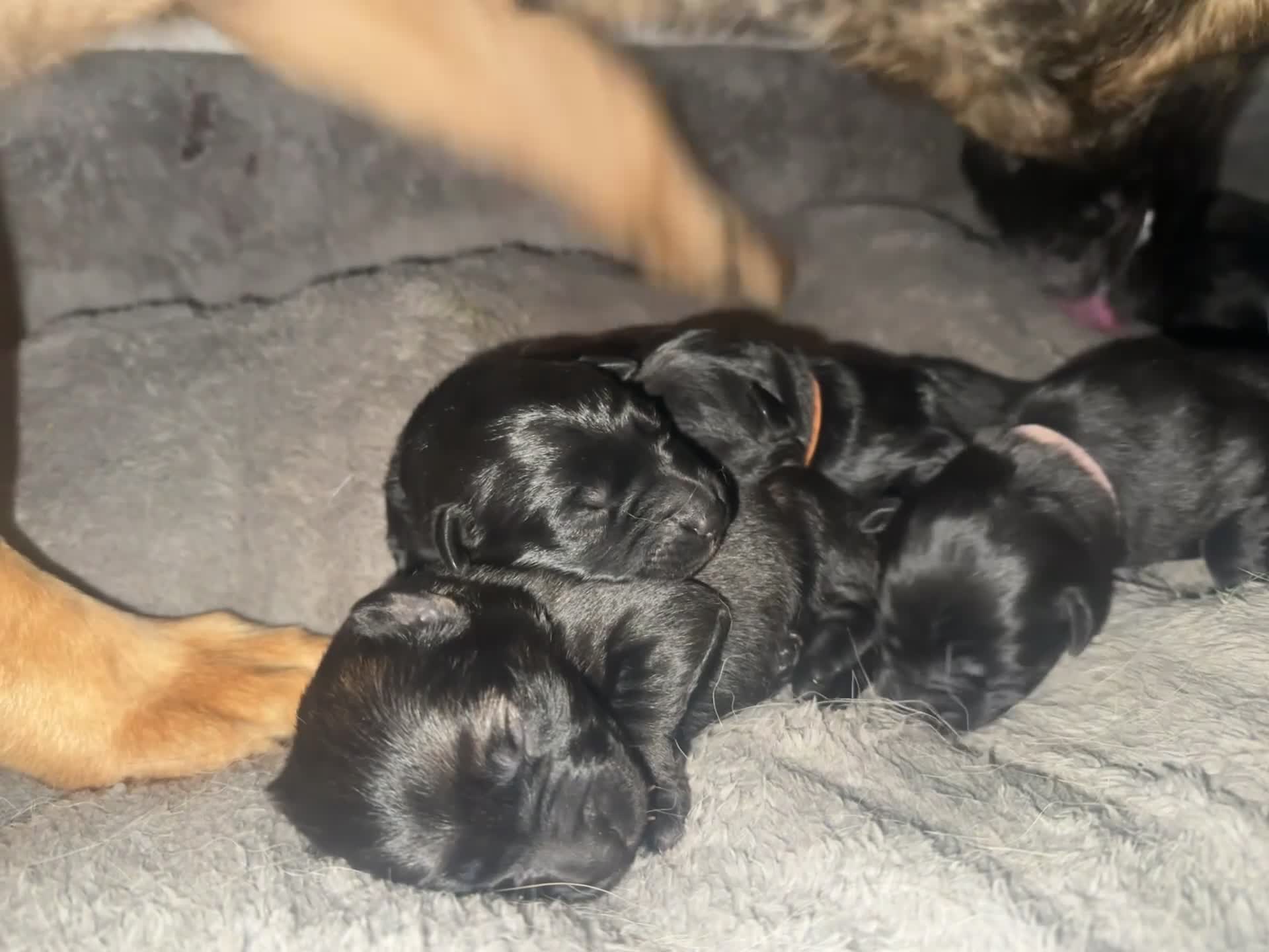 Golden Shepherd dogs for sale: 🌸🐾 Adorable Golden Shepherd Puppies 🐾🌸 - Video 1