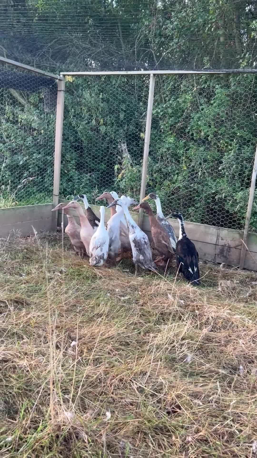 Ducks poultry for sale: Female Runner ducks  - Video 1