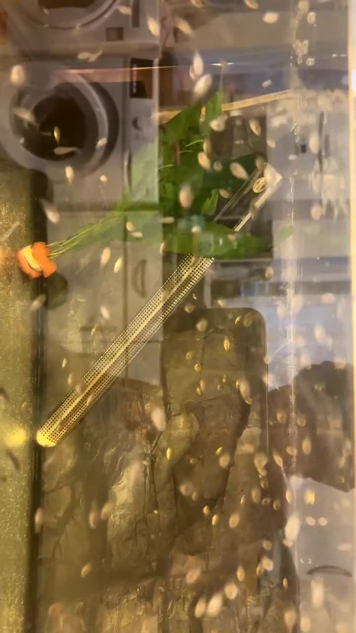 Cichlids fish for sale: Rainbow cichlids  - Video 2