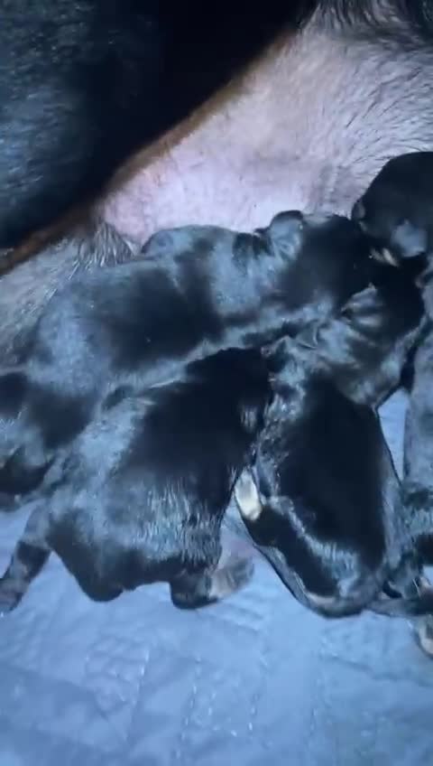 Rottweiler dogs for sale: Rottweiler  - Video 1