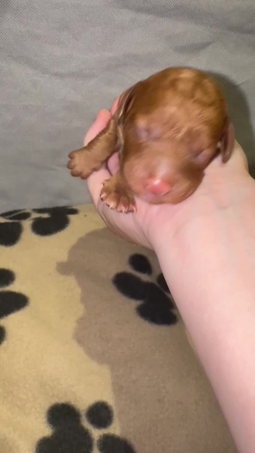 Cavapoo dogs for sale: Beautiful Red F1b Cavapoo pups-Ready September 🐾 in Havant - Video 1